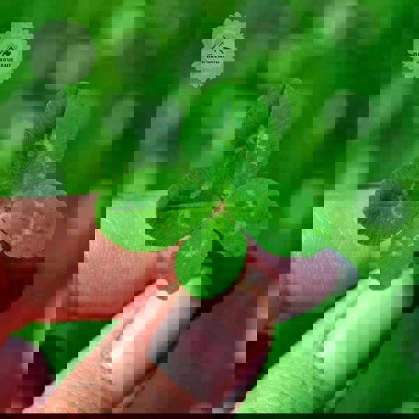 micro seed cover pet friendly