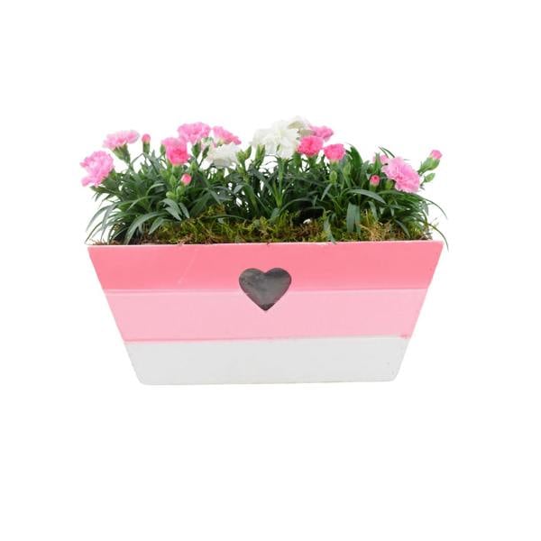 Large Pink Heart Wooden Trough – Planted with Seasonal Dianthus Plants By Post