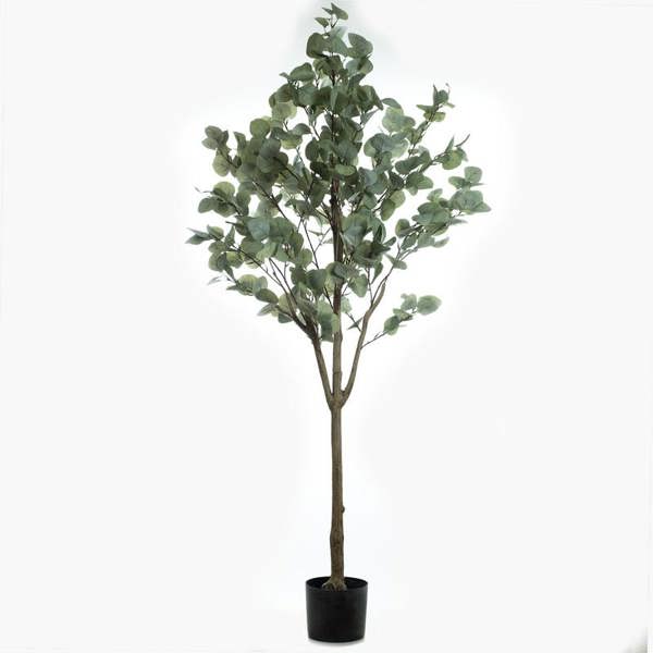 Scottish Everlastings 150cm Eucalyptus Tree