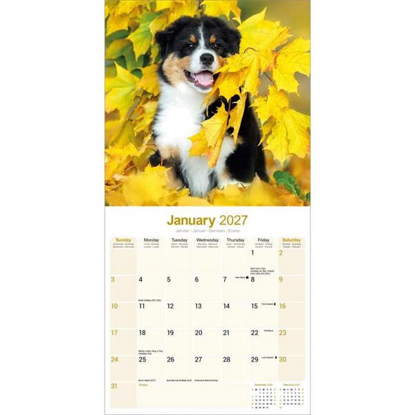 Australian Shepherd Calendar 2027, Wall Calendars, Month To View, Dogs, Gift