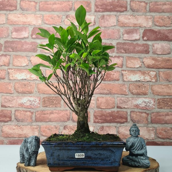 Yorkshire Bonsai Ficus Microcarpa (Banyan Fig) Indoor Bonsai Tree | Broom | In 20cm Pot