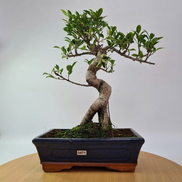 Ficus Microcarpa (Banyan Fig) Indoor Bonsai Tree | Shaped | In 25cm Pot