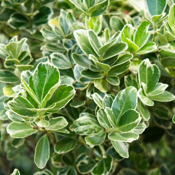 Euonymus President Gauthier The Rose Press Garden