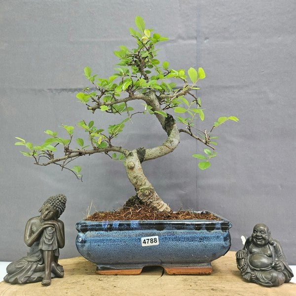 Yorkshire Bonsai Chinese Elm (Ulmus Parvifolia) Bonsai Tree | Shaped | In 20cm Pot