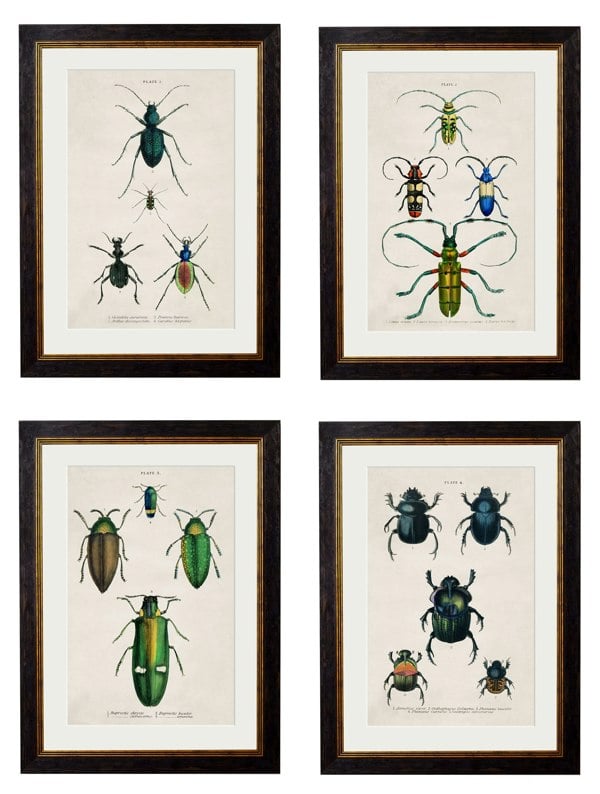 Exceptional Art c.1836 Studies of Beetles