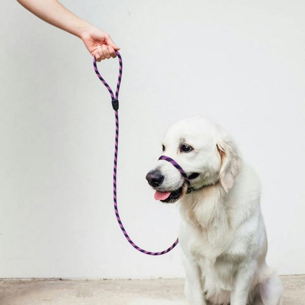 EzyDog Luca Slip Lead in Purple