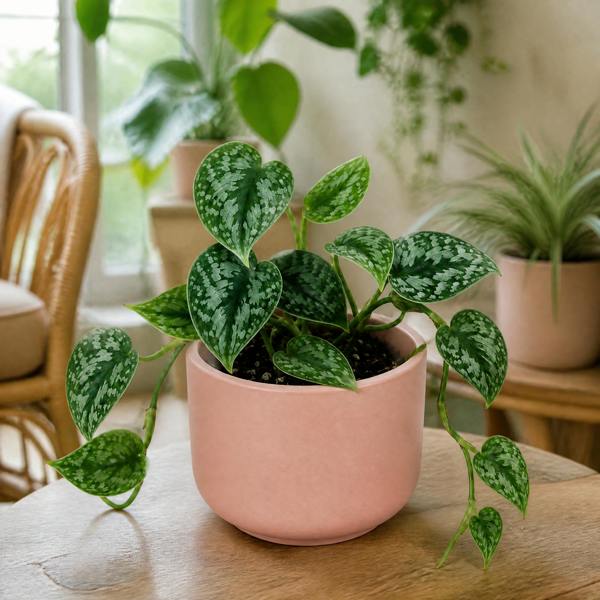 Scindapsus Pictus Trebie Pothos 12cm Pot Plants By Post
