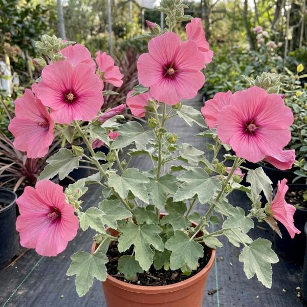 Lavatera Bredon Springs - 2L Pot The Rose Press Garden