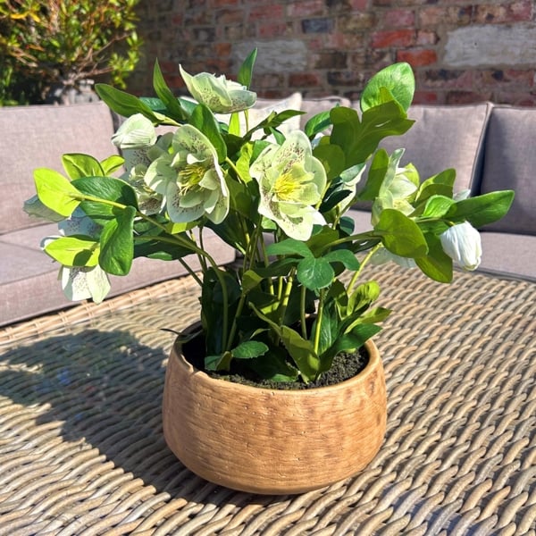 Hill Interiors Hellebore Artificial Potted Plant - Green/Taupe