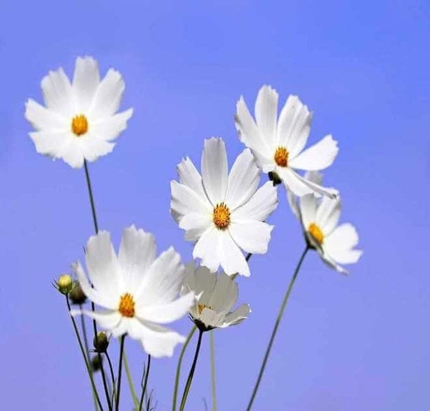 cosmos psyche white seeds