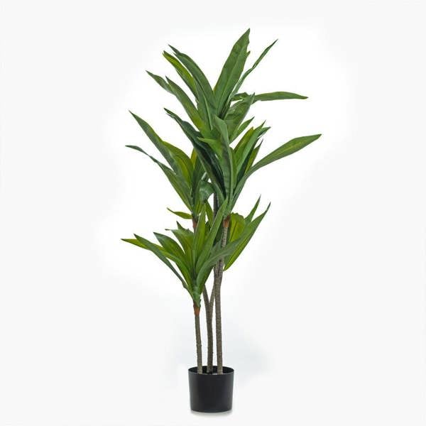 Scottish Everlastings 120cm Real Touch Draceana Tree