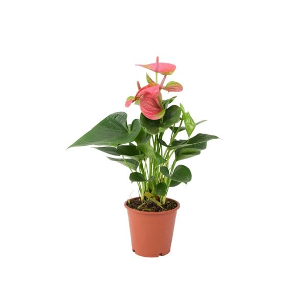 Anthurium Pink Flamingo Flower 12cm