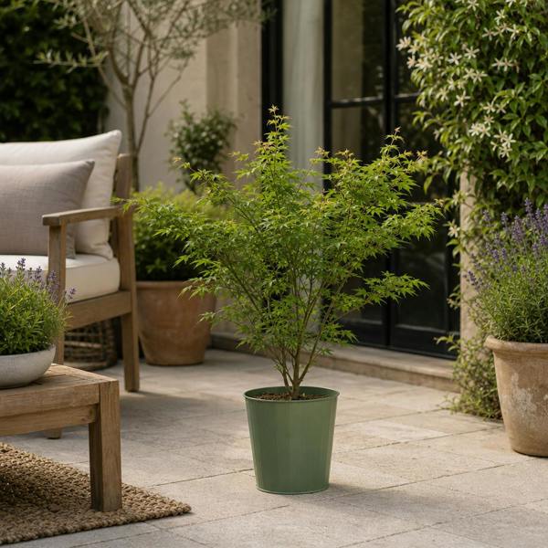 3L Acer Green Leaf in Pot Outdoor Tree for Patio & Garden