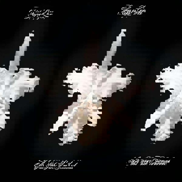 Kings of Leon 'Aha Shake Heartbreak' 2LP Black Vinyl