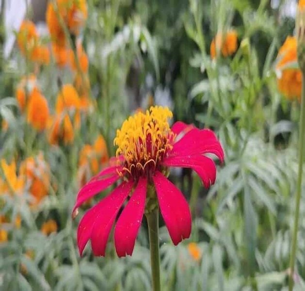 Cosmos Mexican Asters