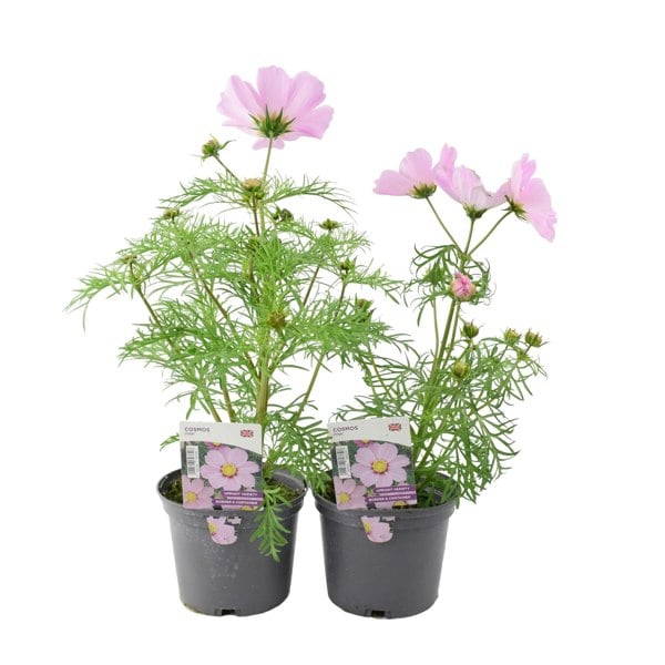 Cosmos Pink 1L Pot x 2