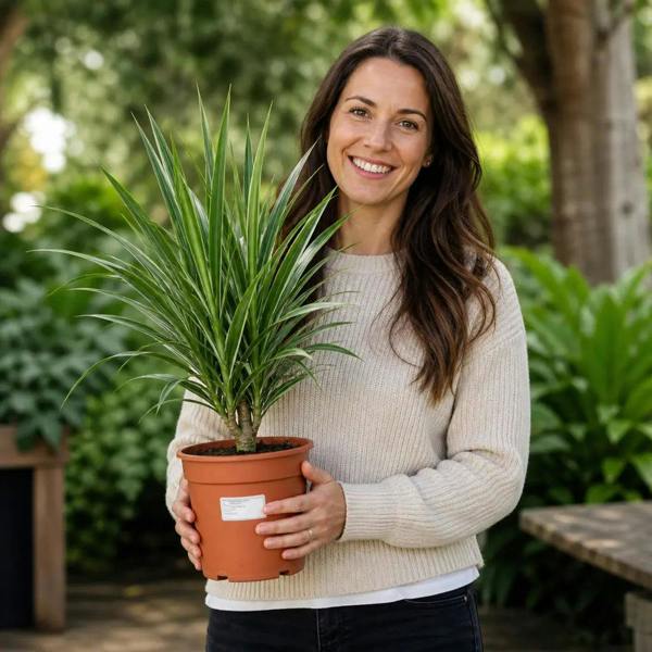 Dracaena White Jewel Dragon Tree 17cm Pot – Easy Care Indoor Houseplant