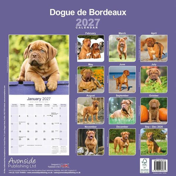 Dogue De Bordeaux Calendar 2027, Wall Calendars, Month To View, Dogs, Gift