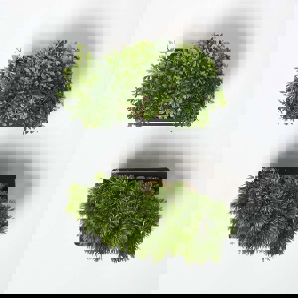 HOMESCAPES Set of 2 Artificial Bonsai Trees in Decorative Pots, 15 cm Tall