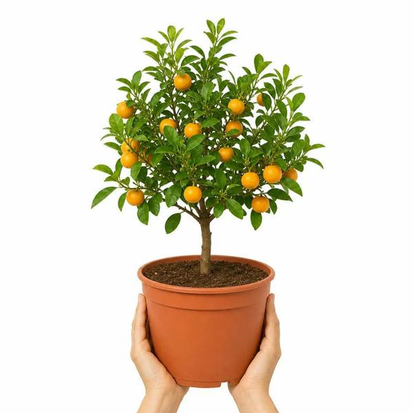 5L Calamondin Tree – Indoor & Outdoor Citrus in Decorative Pot Plants By Post