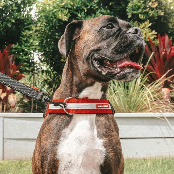EzyDog UpFront D-ring Harness Attachment
