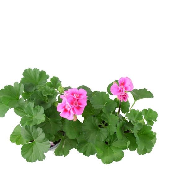 Zonal Geranium Upright Mixed Colours – Set of 2 x 1L Potted Plants Plants By Post