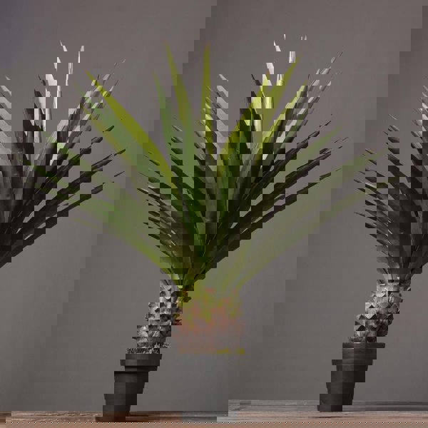 Decoration: Artificial Plant-Weilai Concept-2-Weilai Concept
