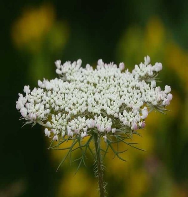 wild-carrot-daucus carota var.sativa