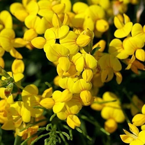 birdsfoot trefoil seed - birdsfoot trefoil - birds foot