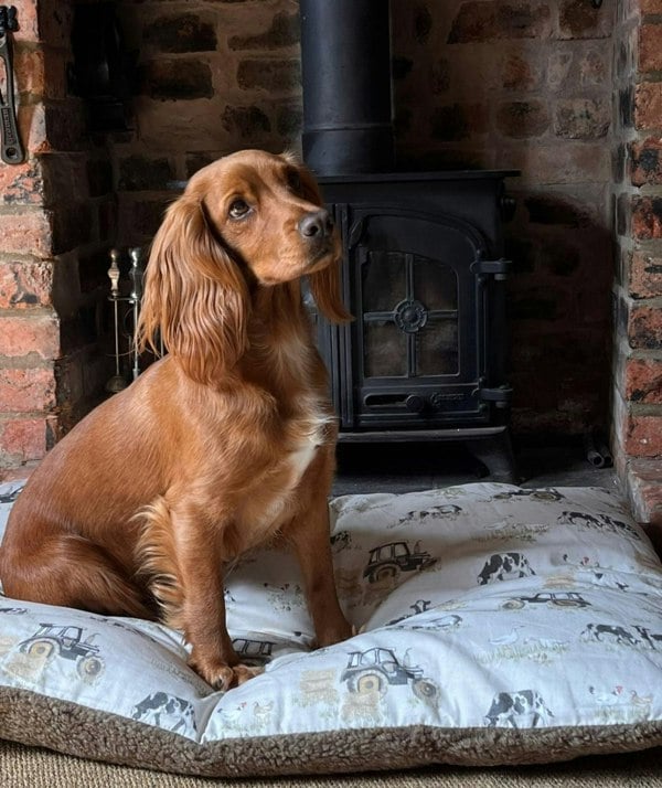 Snug and Cosy Pets Farmyard Cream Lounger