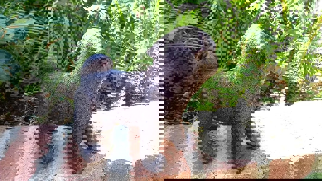 Inspirational Gifting Pug Dog Garden Sculpture Ornament Decor