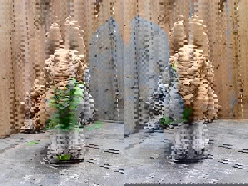 Set of Three Gargoyle statues