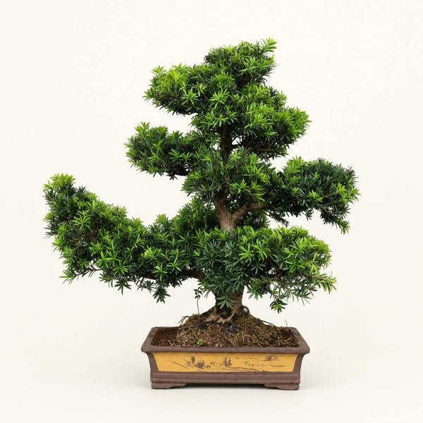 Buddhist Pine (Podocarpus Micro) Bonsai Tree | Large Shaped Specimen | In 60cm Pot