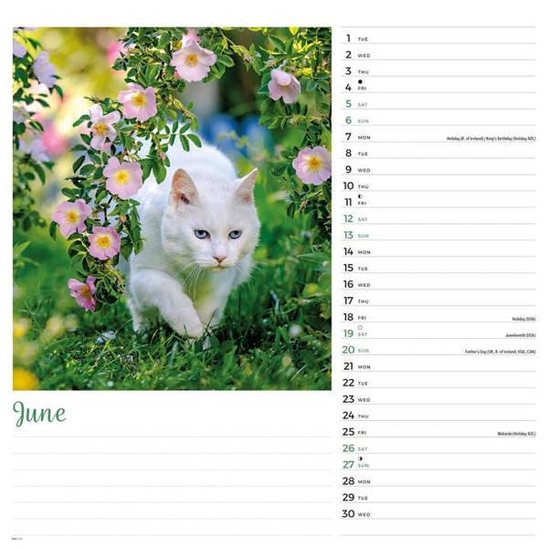 Cats Calendar 2027, Wall Calendars, Month To View, Cats, Gift