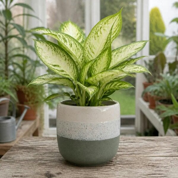 Dieffenbachia Camilla Dumb Cane – Elegant Cream and Green Variegated Indoor Houseplant