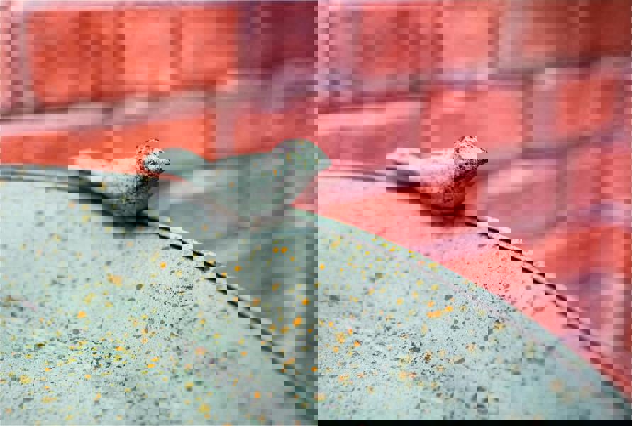 St Helens Ornamental Free Standing, Weather Resistant, Pedestal Style, Easy Assemble Bird Bath