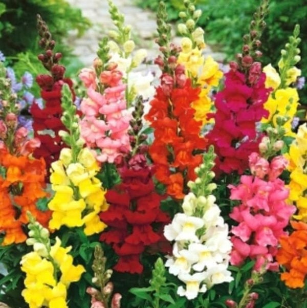 DamavandPro 2500 Antirrhinum Majus Maximum Mixed Snapdragon Seeds