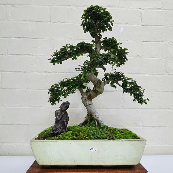 Yorkshire Bonsai Large Chinese Elm (Ulmus Parvifolia) Bonsai Tree | Shaped | In 35cm Pot - 3810