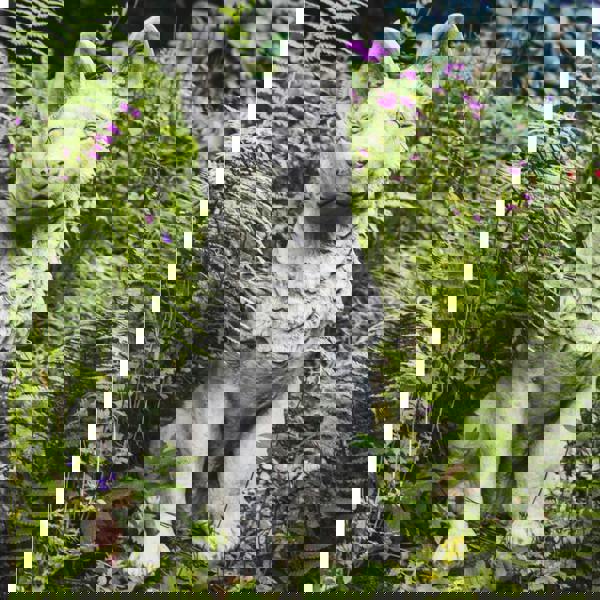 Large Alsatian/German Shepherd Dog Stone Cast Garden Ornament