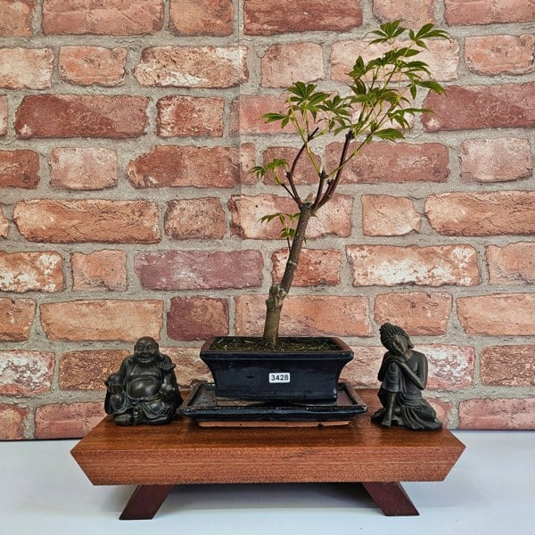 Yorkshire Bonsai Japanese Maple (Acer) Bonsai Tree | Deshojo Informal Upright | In 15cm Pot
