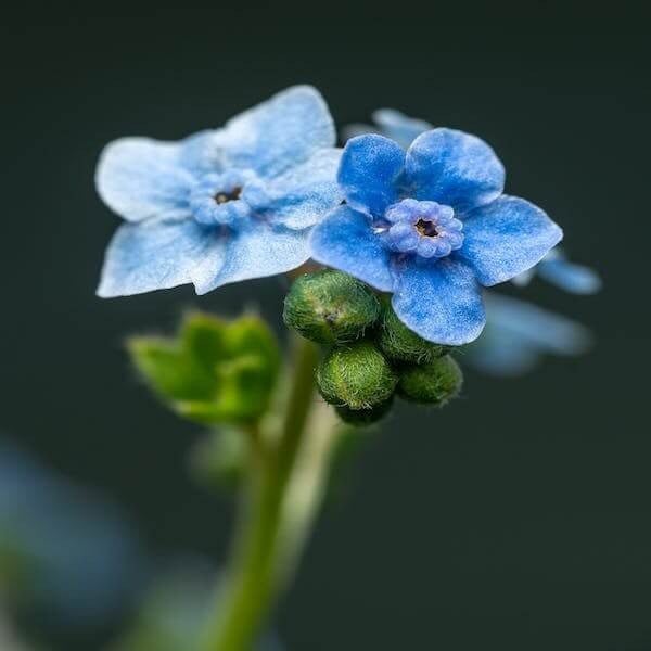 DamavandPro Chinese Forget Me Nots Seeds: Cynoglossum Amabile Blue