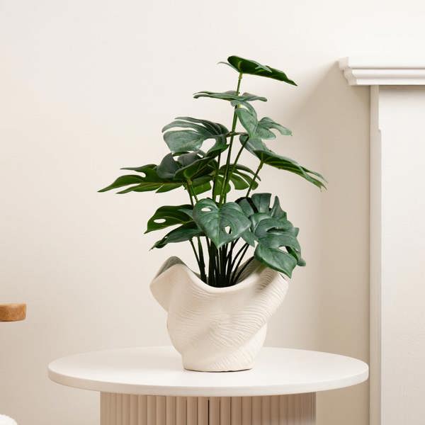 Scottish Everlastings 45cm Variegated Monstera in Cement Shell Pot (D)