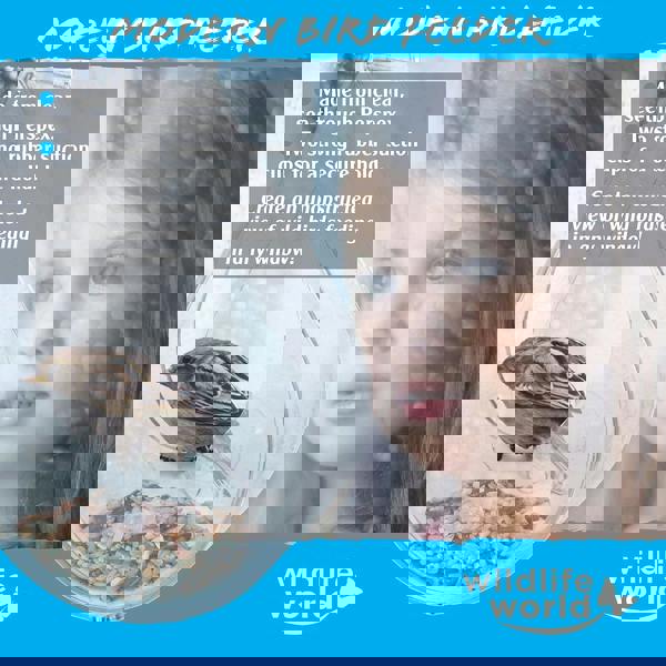 smartbies Dewdrop Window Bird Feeder