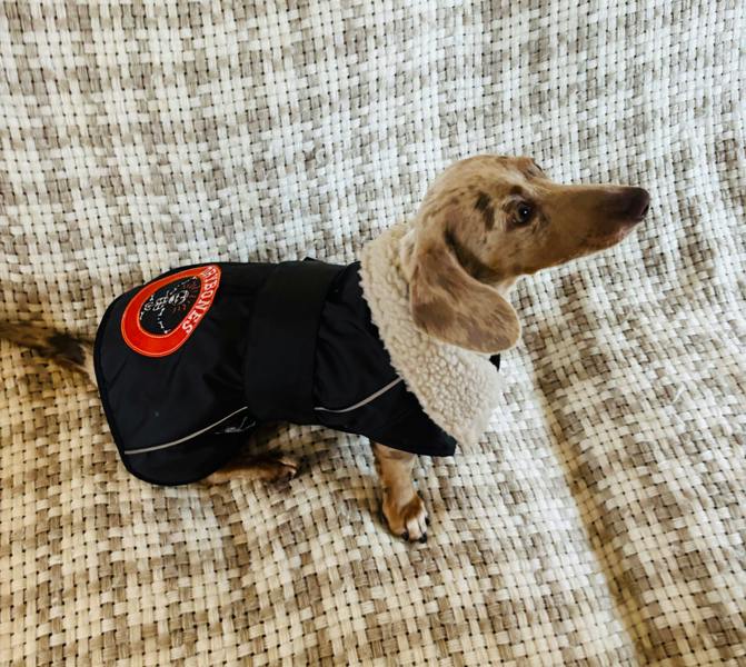 DRYBONES Waterproof Dog Coat