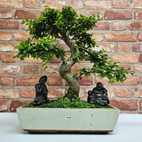 Yorkshire Bonsai Large Chinese Elm (Ulmus Parvifolia) Bonsai Tree | Shaped | In 35cm Pot