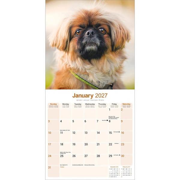 Pekingese Calendar 2027, Wall Calendars, Month To View, Dogs, Gift