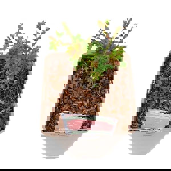 My Mum Rose Bush 5.5L Pot - Repeat Flowering Patio Rose Plants By Post