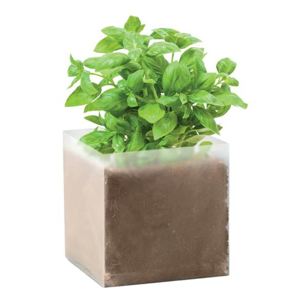 MidOcean Basil Basil Seeds - Beige - 