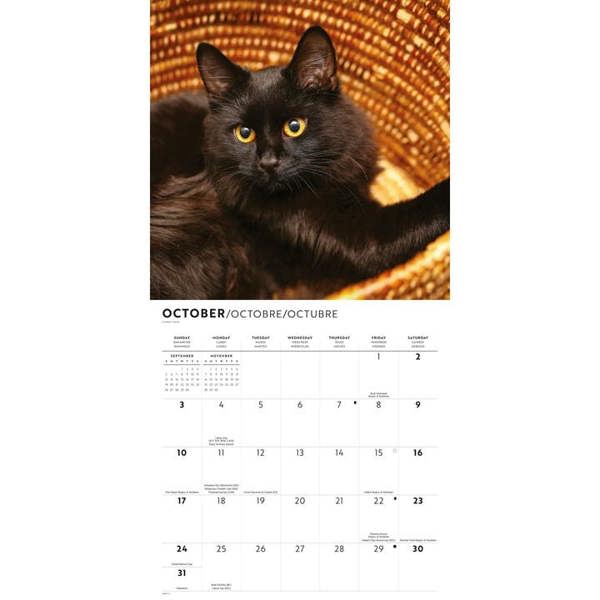 Black Cats Calendar 2027, Wall Calendars, Month To View, Cats, Gift