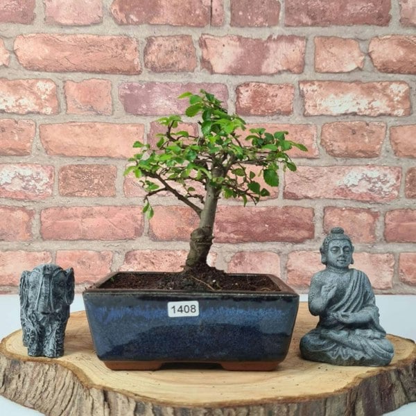 Chinese Elm (Ulmus Parvifolia) Bonsai Tree | Broom | In 15cm Pot - Yorkshire Bonsai